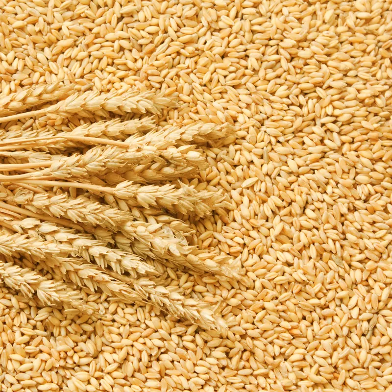 Grains, Cereals & Legumes
